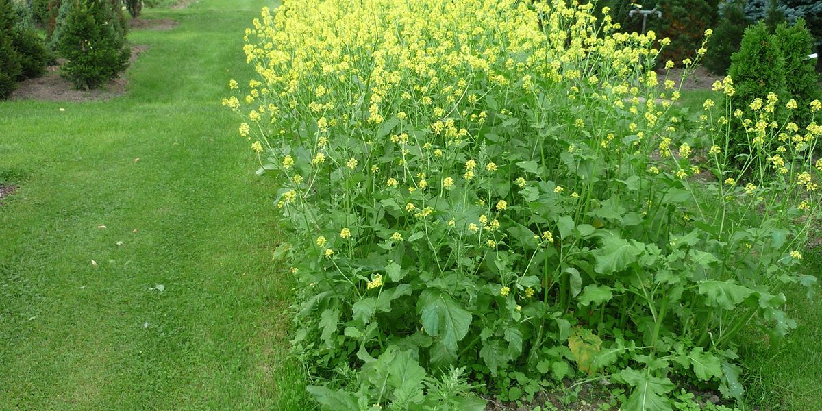 Les engrais verts : l’allié durable de votre jardin