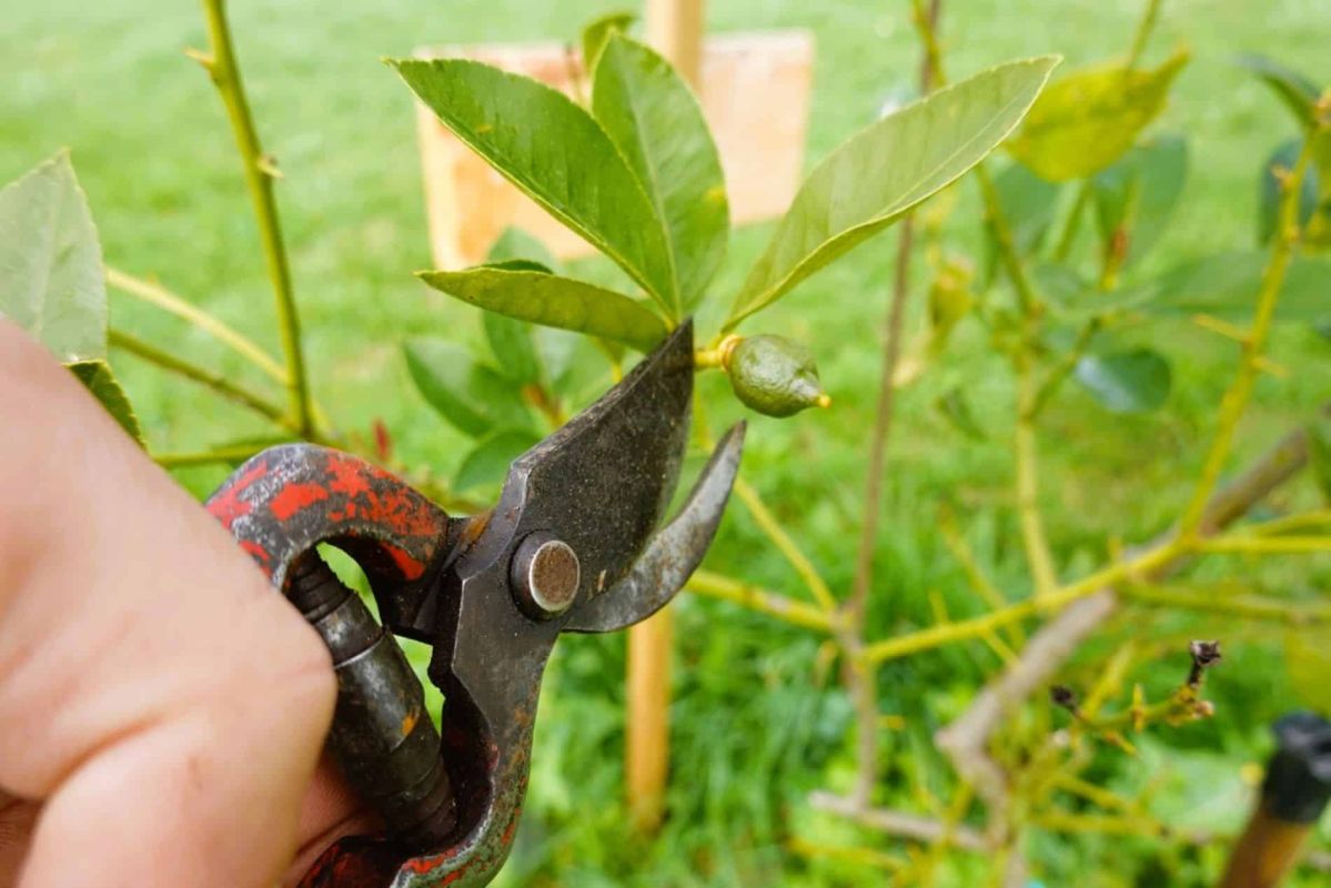 Les secrets de la taille des agrumes pour des récoltes abondantes