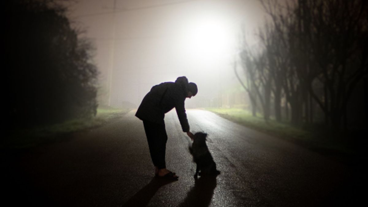 Un homme percuté en promenant son chien dans l'obscurité