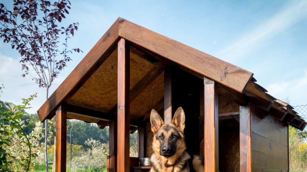 Aboiements de chien: comment restaurer la paix dans votre quartier