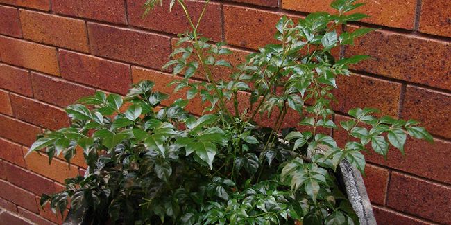 À la découverte de l'arbre serpent, une plante d'intérieur au charme inégalé