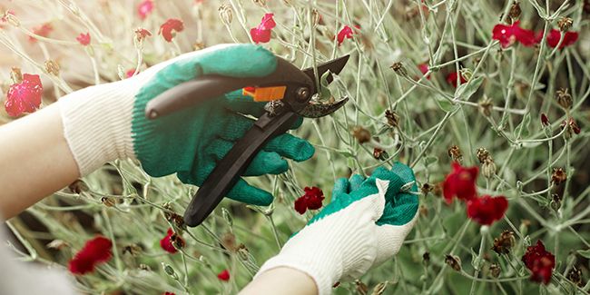 Découvrez le Chelsea chop : la taille essentielle des vivaces