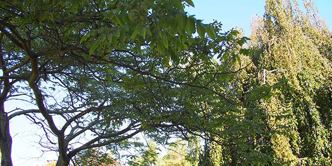 Maackia de l'amour (Maackia amurensis), un trésor botanique
