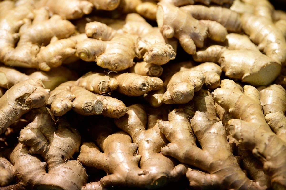 Cultiver du gingembre dans votre potager : les clés de la réussite