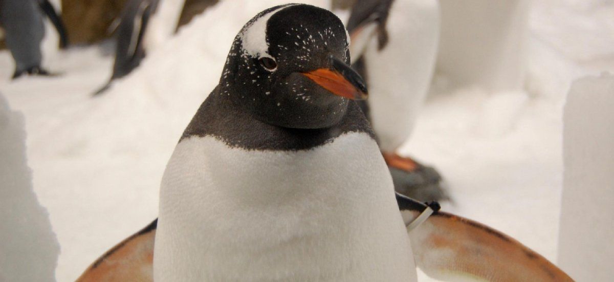 La Maison Blanche face à un faux manchot au Groenland