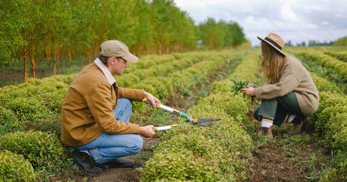 Redonnez vie à votre sécateur avec cette astuce surprenante