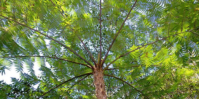 Fougère arborescente : une élégance tropicale dans votre jardin
