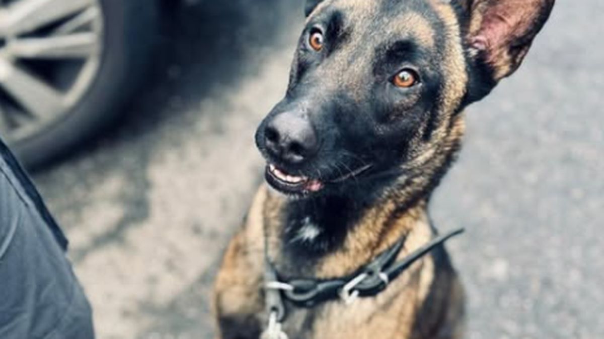Un malinois abandonné devient héros de la brigade canine à Nancy