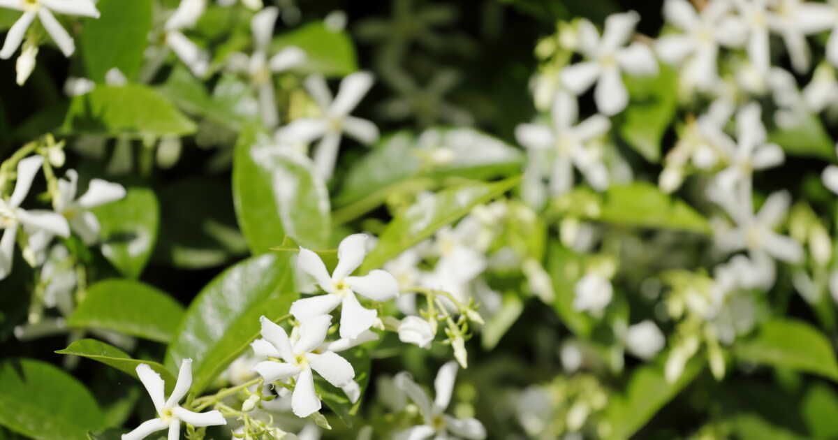Où et quand planter un jasmin étoilé ?