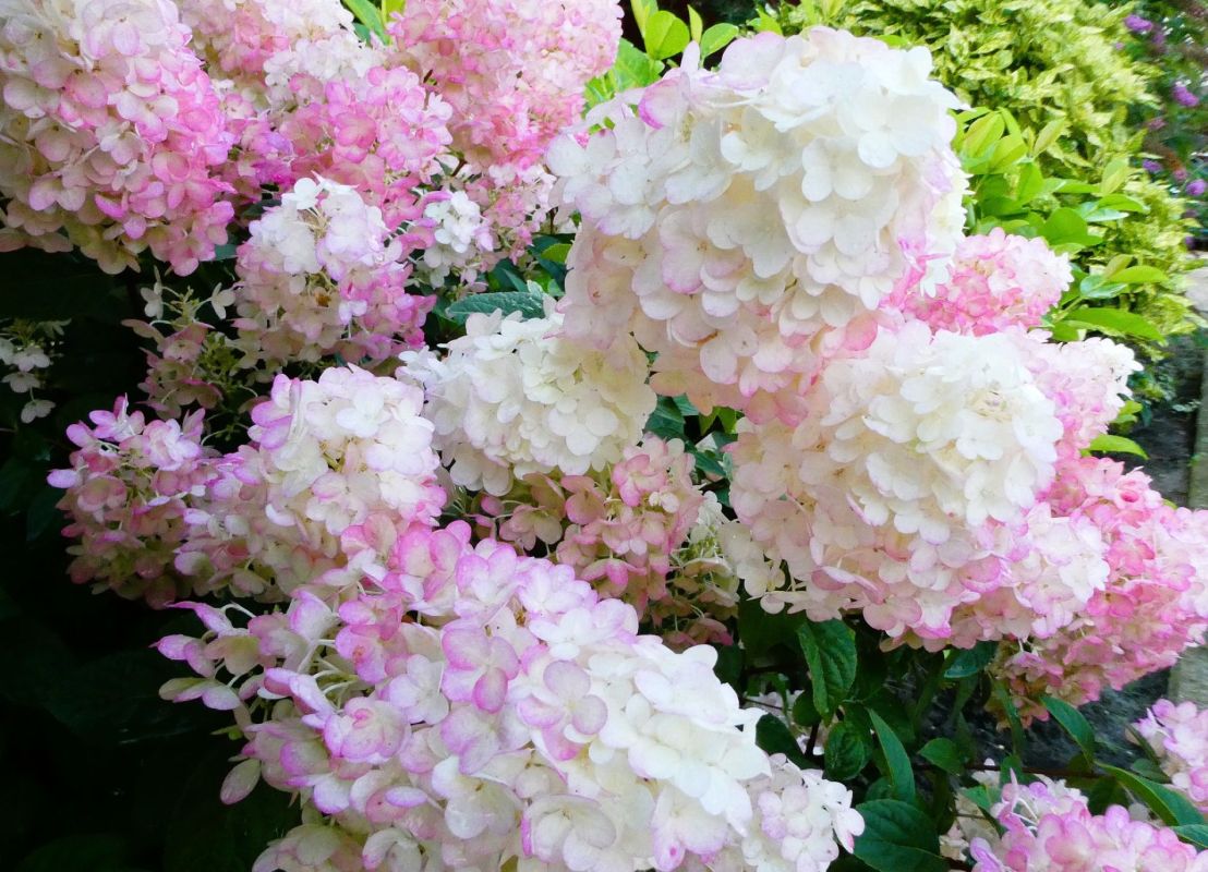 Préparez ces arbustes pour un jardin éclatant tout l'été