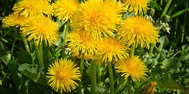 Pissenlit : un trésor de bienfaits pour votre santé au quotidien