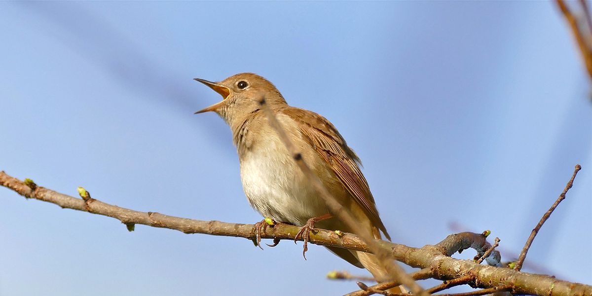 Cinq oiseaux chanteurs à inviter dans votre jardin pour un concert naturel