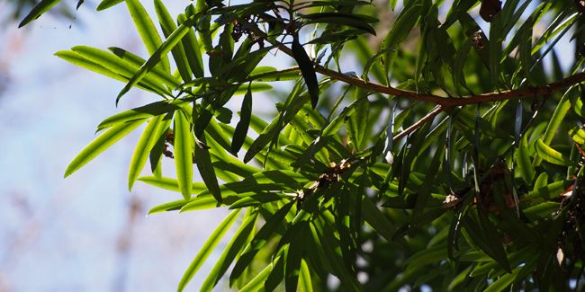 Le pin des bouddhistes : un trésor pour les amateurs de bonsaï