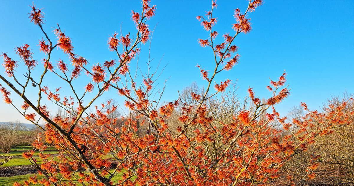 Des plantes d'hiver pour égayer votre intérieur et votre jardin