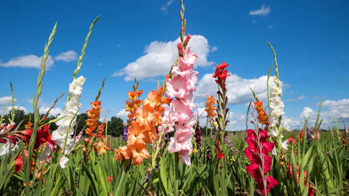Cultiver des glaïeuls : secrets d'une floraison éblouissante