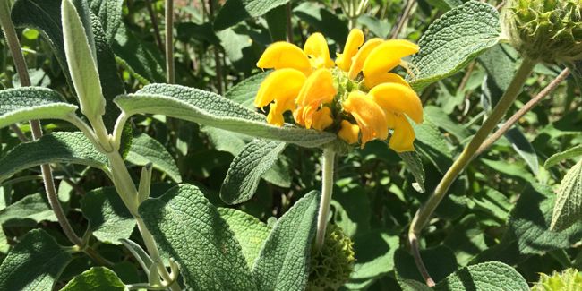 Phlomis fruticosa, la sauge de Jérusalem au feuillage argenté et aux fleurs jaunes