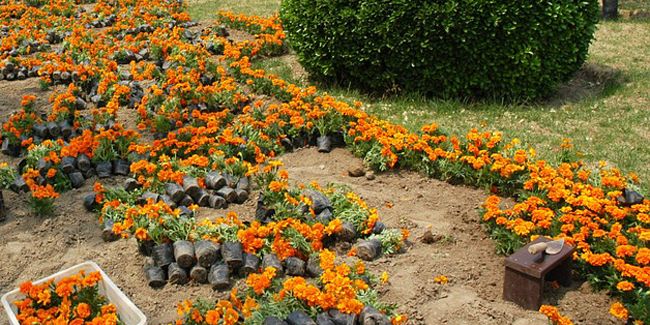 Comment créer un massif de fleurs ?