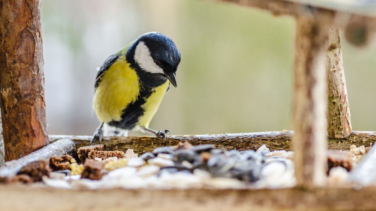 Les pièges à éviter pour nourrir nos oiseaux de jardin cet hiver