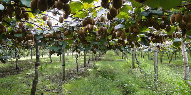 planter un kiwi : conseils pratiques pour réussir