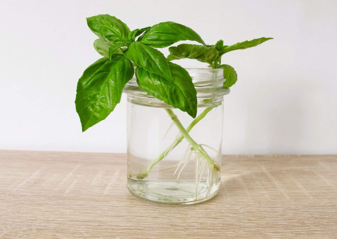 comment multiplier facilement votre basilic avec un simple verre d'eau