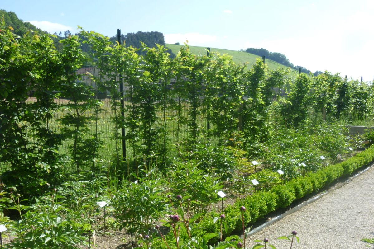 haie brise-vent : quelles plantes privilégier et lesquelles éviter