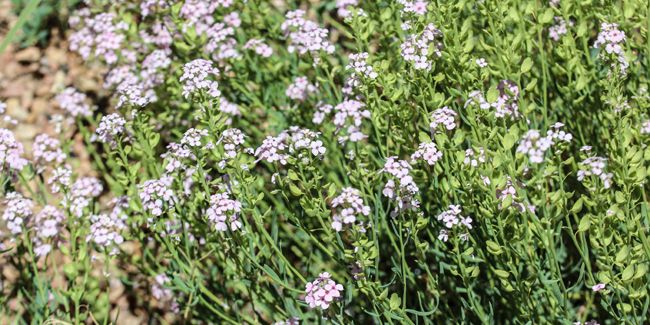 aethionème : le coussin fleuri qui sublime vos rocailles