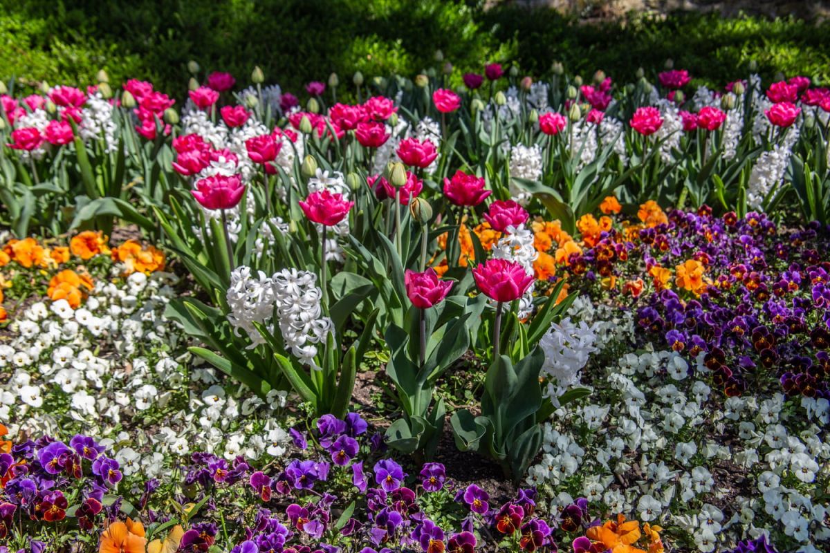 pour un printemps en fleurs, le geste indispensable à faire dès maintenant