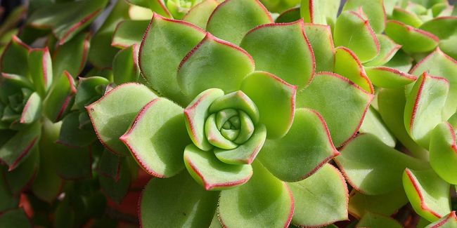 Échévéria : la succulente en forme de petit chou à adopter