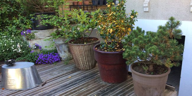 transformez votre terrasse en une haie végétale: idées et conseils pratiques