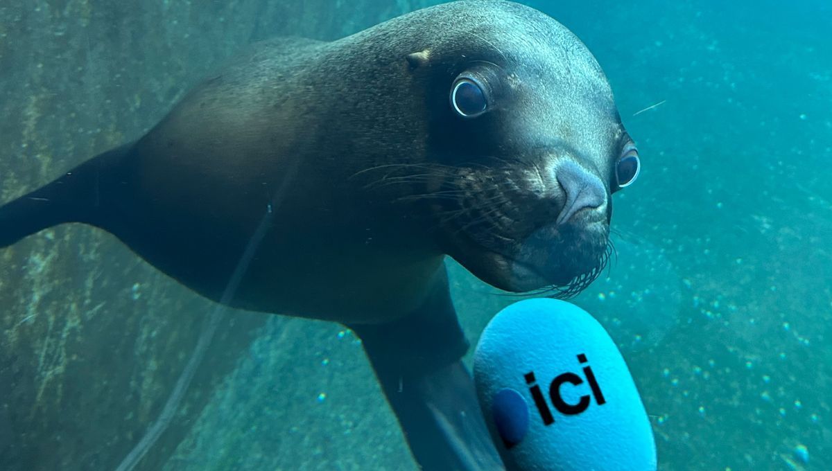 Le Seaquarium se transforme pour émerveiller petits et grands