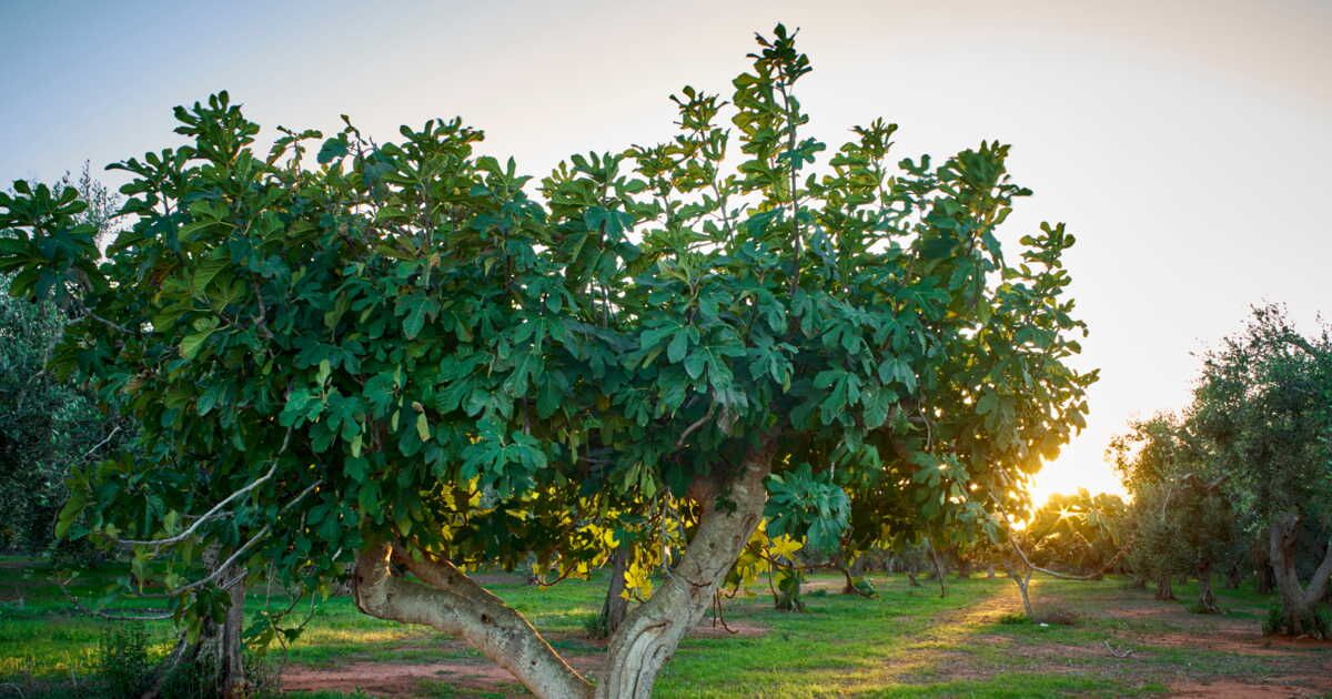 Le figuier, un arbre aux vertus surprenantes