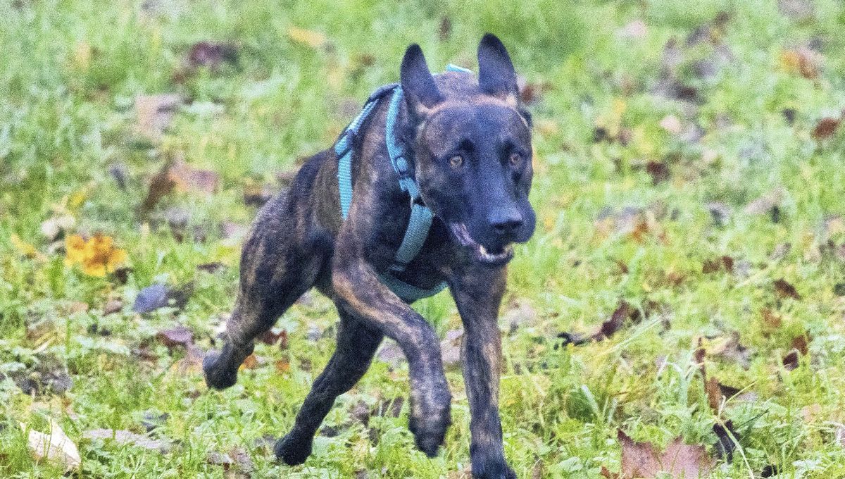 Un maire pris au piège par des chiens errants : l'alerte lancée à Lézinnes