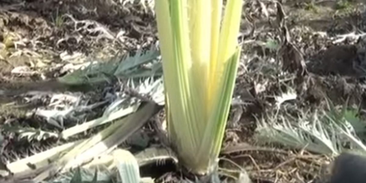 Blanchir le cardon : astuces et secrets