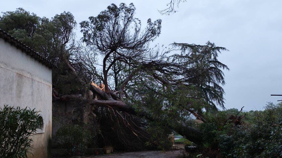 Pieusse sous le choc après la chute d'un pin géant durant la tempête Nils