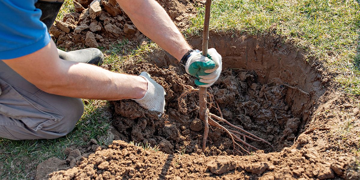 réussir vos plantations d'arbres et d'arbustes en novembre
