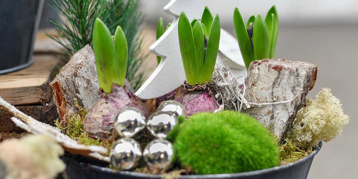 Des jacinthes florissantes pour un Noël mémorable