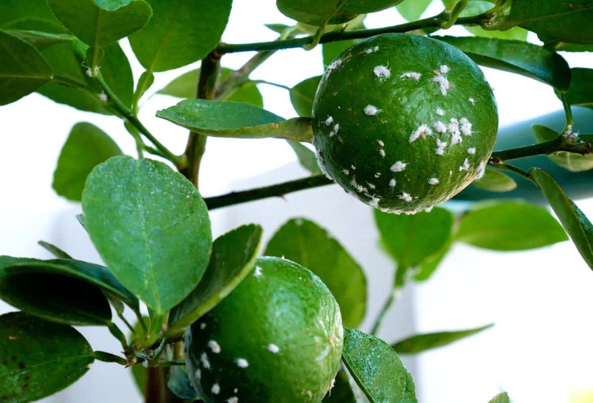 Comment sauver votre citronnier des cochenilles : un guide essentiel