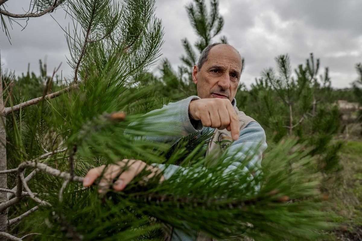 Nématode du pin : un appel à la prudence dans la lutte contre l'infestation