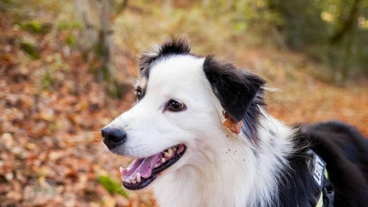 Un chien sauve un enfant enfermé dans une voiture, la police ravie