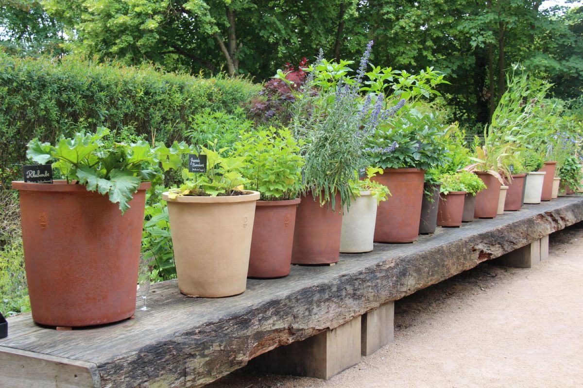 L'art de nourrir vos plantes avec des engrais naturels