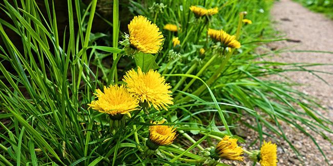Astuces pour contrôler les pissenlits sans herbicides