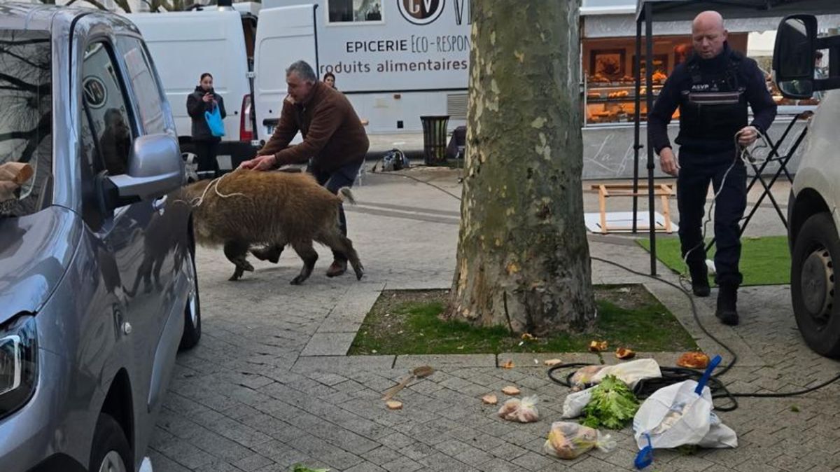 Un sanglier fait une apparition remarquée au marché d'Issoudun