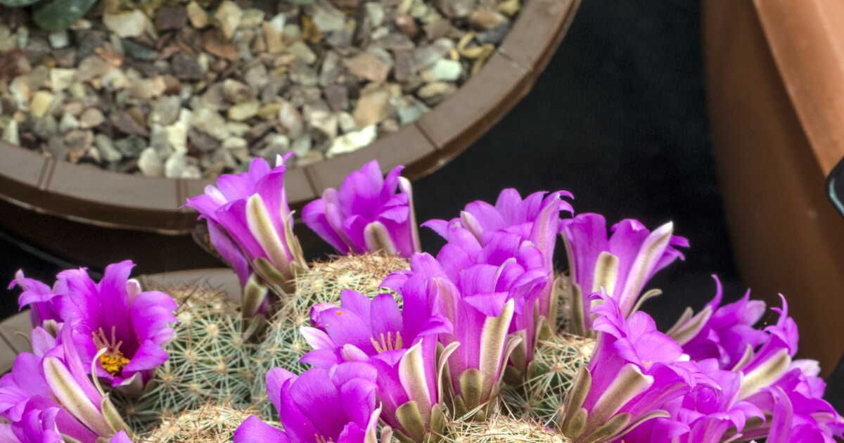Des cactus : des joyaux floraux pour votre maison