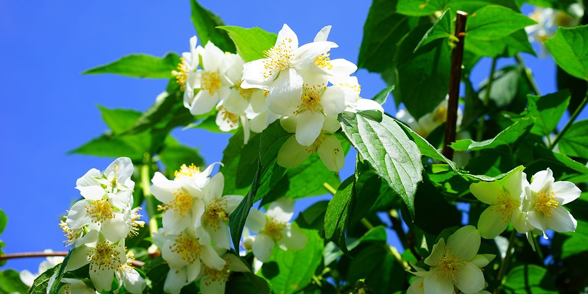 Des arbustes à fleurs pour sublimer chaque jardin tout au long de l'année