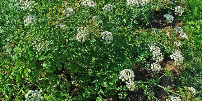 L'œnanthe : un danger insidieux dans nos prairies