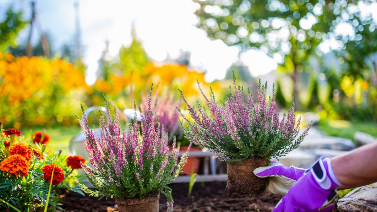 Préparez votre jardin pour l'hiver avec notre expert