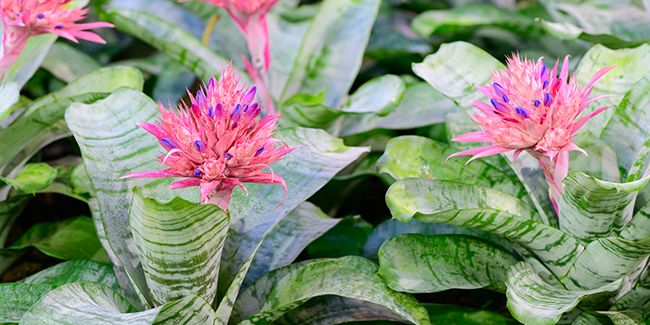 L'élégance du vase d'argent : Aechméa fasciata à l'honneur