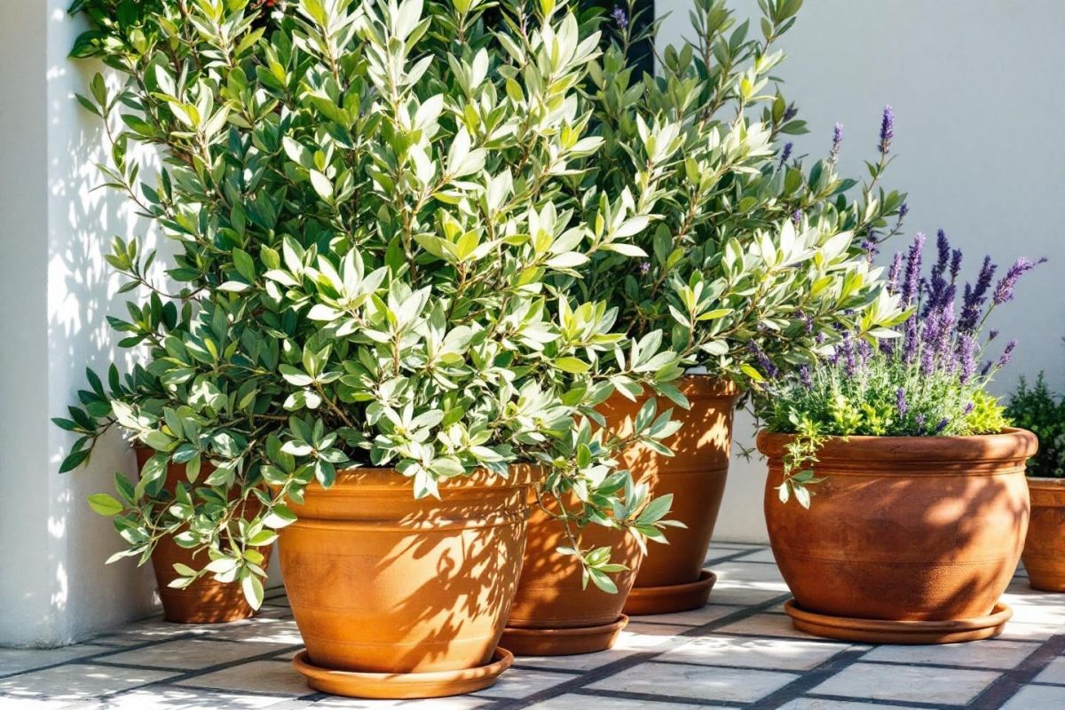 transformez votre jardin en oasis de fraîcheur dès juillet