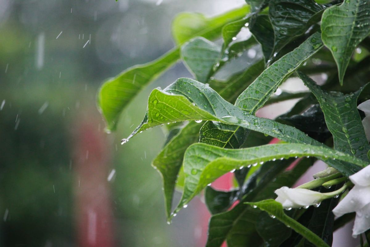 Attention à ce champignon : un fléau qui menace vos plantations