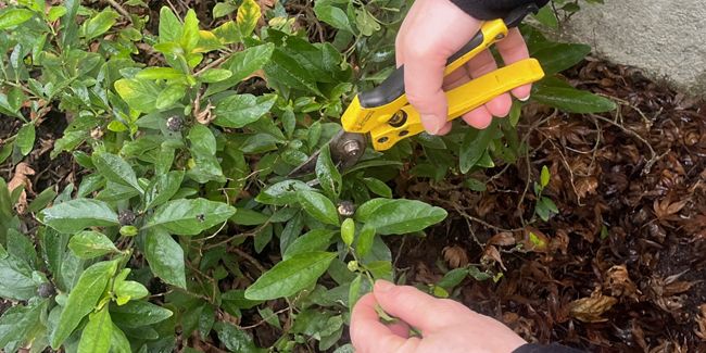 Taille du pommier d'amour : astuces essentielles